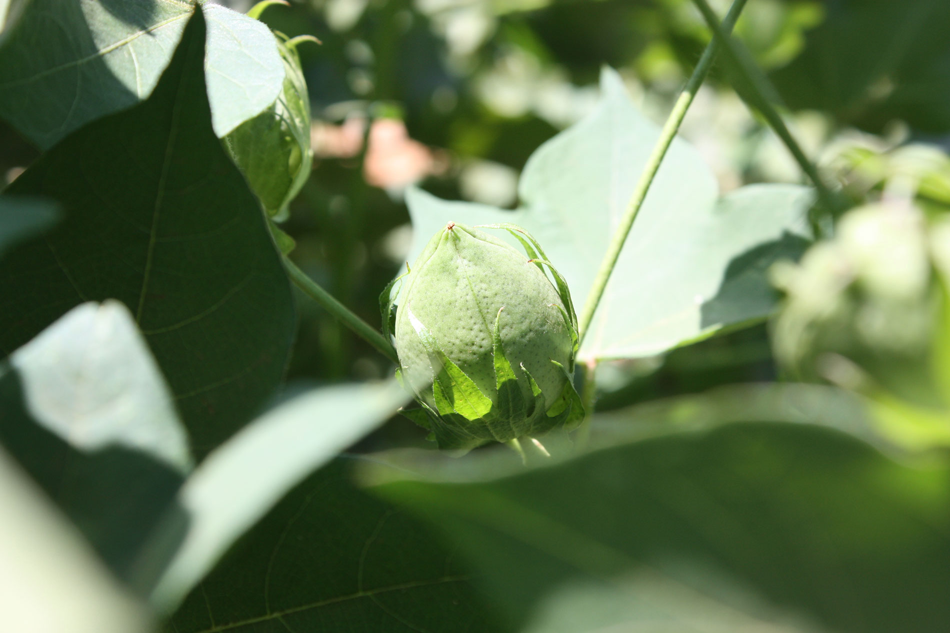 cotton, boll, agriculture